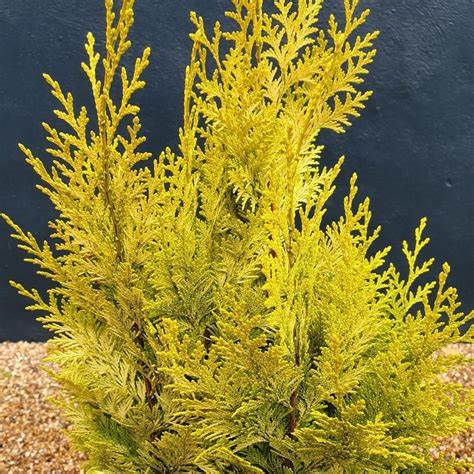 Chamaecyparis lawsoniana 'Stardust' - Cypřišek Lawsonův 'Stardus