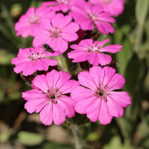 Lychnis alpina 'Magenta' Kohoutek alpský 'Magenta