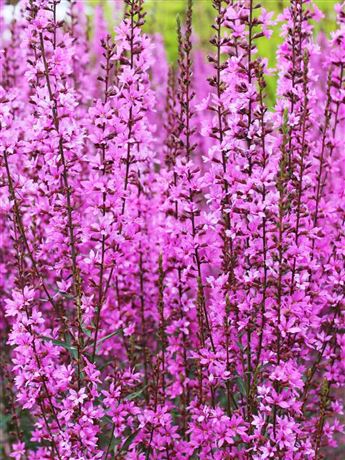 Lythrum sal. 'Rosy Gem' Kyprej vrbice 'Rosy Gem'