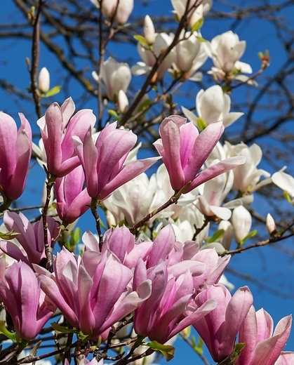 Magnolia Galaxy - Šácholan.jpg