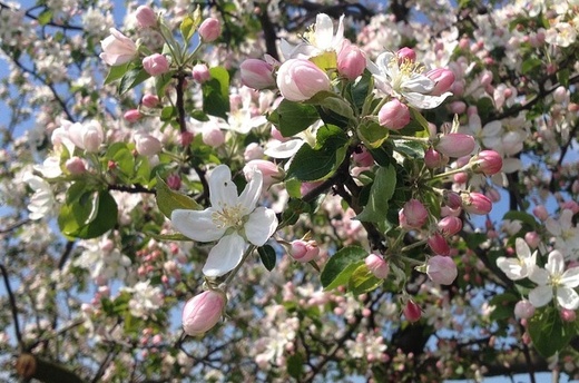 Malus Red Sentinel - Okrasná jabloň.jpg