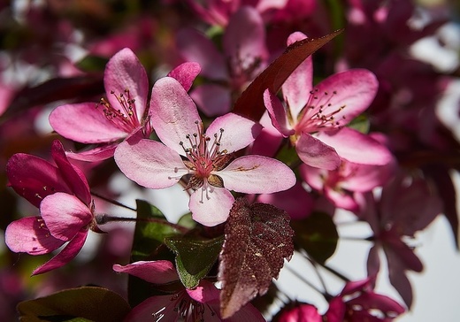 Malus toringo Scarlett - Okrasná jabloň.jpg