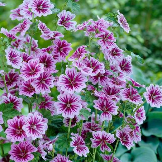 Malva syl. 'Zebrina' Sléz lesní 'Zebrina'