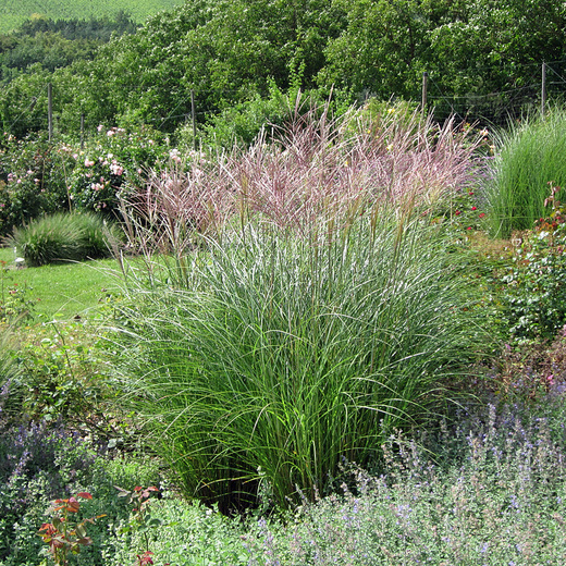 Miscanthus sinensis Graziella