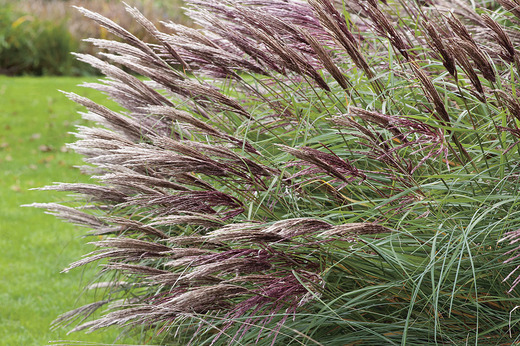 Miscanthus sinensis Red Chief