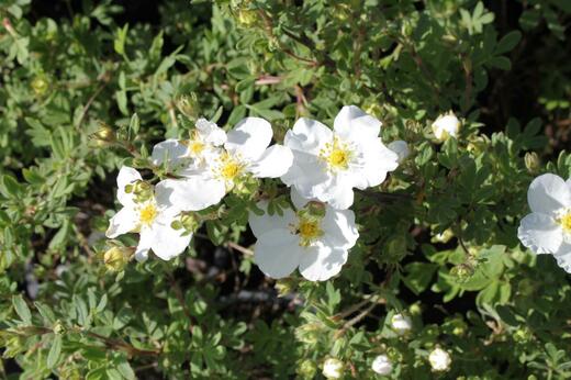 Mochna křovitá bílá-Potentilla frutiosa Abbotwood
