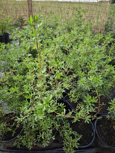 Mochna křovitá Goldfinger - POTENTILLA FRUTICOSA GOLDFINGER.jpg
