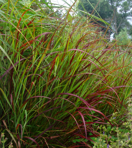 Panicum virgatum Shenandoah