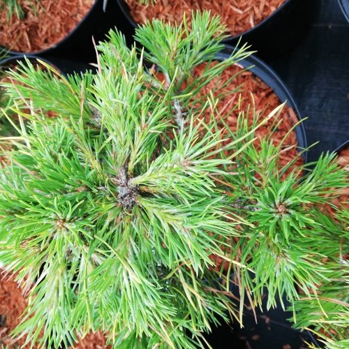 Pinus sylvestris Moseri - Borovice lesní