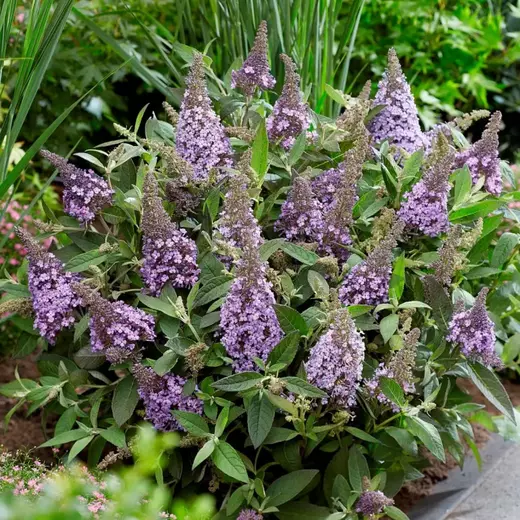 Motýlí keř - BUDDLEJA DAVIDI B.C. LILA SWEETHEART PBR