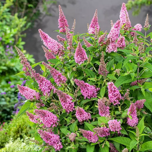 Motýlí keř - BUDDLEJA DAVIDI B.C LITTLE PINK PBR