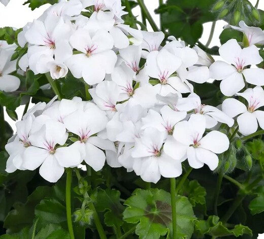 Muškát, pelargonie převislá jednoduchá 'Grand Idols White'