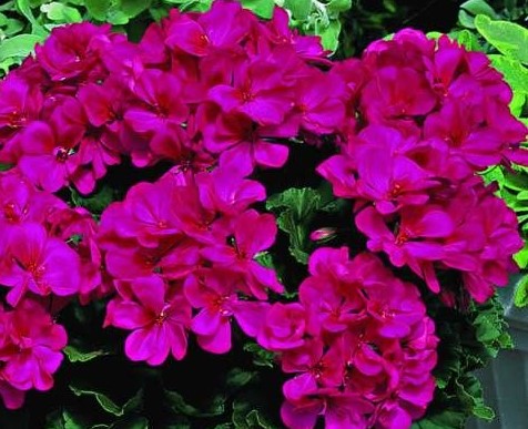 Pelargonie plnokvětá převislá