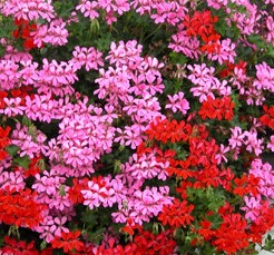 Pelargonium peltatum 'Lilac -pelargonie převislá lila jednoduchá