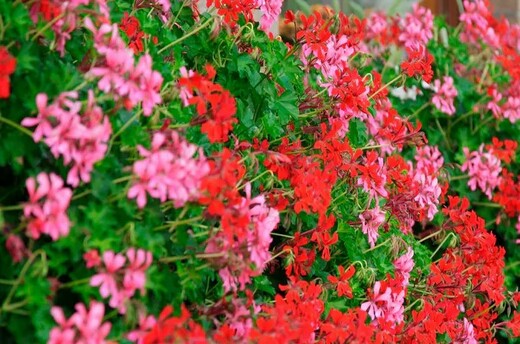 Muškáty - Pelargonie