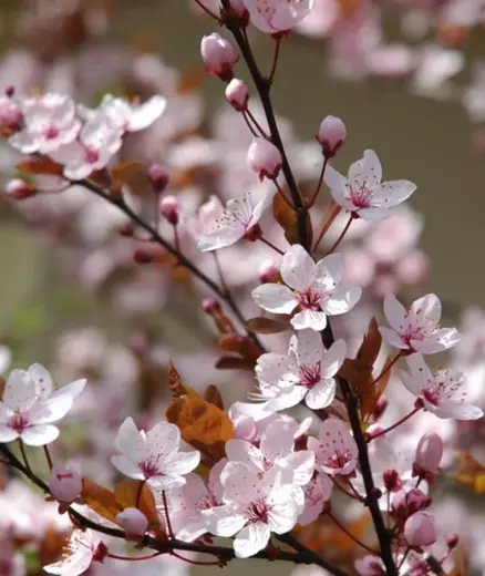 Myrobalán třešňový - Prunus cerasifera Pissardii