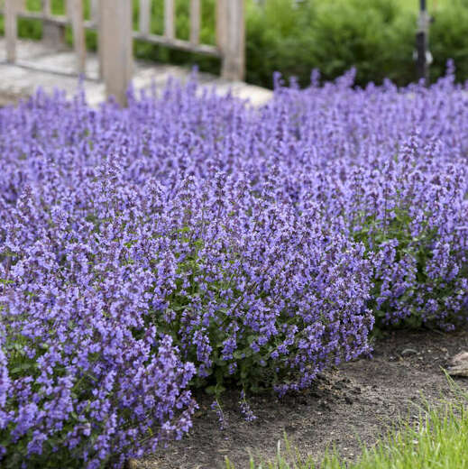 Nepeta faas. 'Cat's Pajamas' Marulka 'Cat's Pajamas'