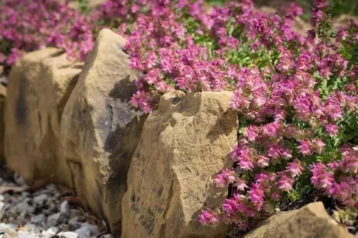 Origanum rot. 'Bellissimo' Dobromysl 'Bellissimo'