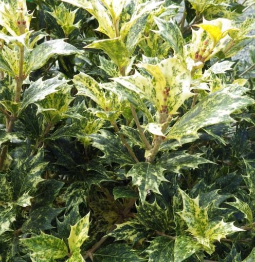 Osmanthus heterophyllus 'Tricolor - Vonokvětka cesmínolistá.jpg