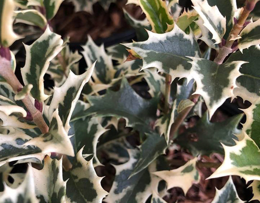 osmanthus heterophyllus Variegatus -Vonokvětka cesnínolistá.jpg