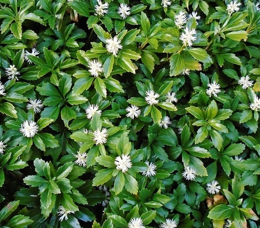 Pachysandra terminalis Grreen Sheen - Tlustonitnik klasnatý.jpg