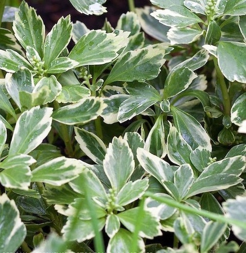 Pachysandra terminalis Variegata - Tlustonitnik klasnatý.jpg