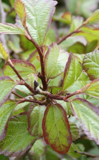 Parrotia persica Persian Spire - Parocie perská.jpg