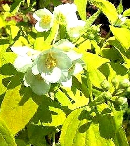 philadelphus coronarius yellow cab - pustoryl věncový.jpg