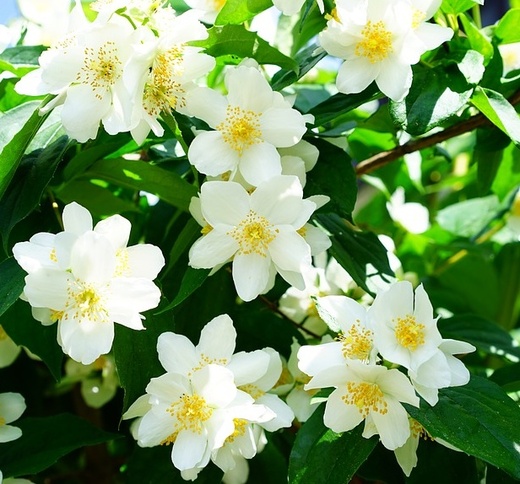 philadelphus lemoinei - Pustoryl.jpg