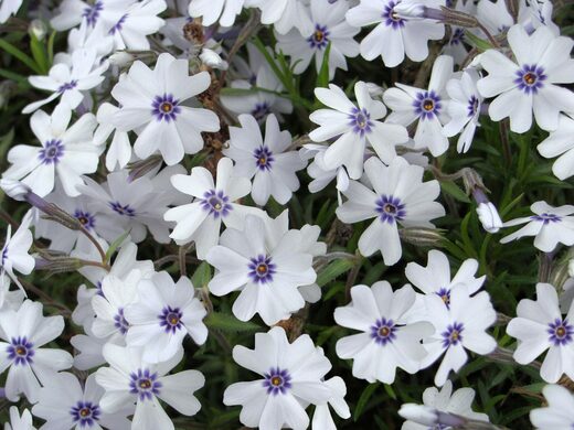 Phlox subulata Bavaria