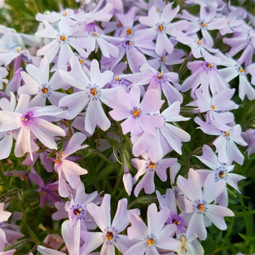 Phlox sub. 'Emmerald Cushion Blue' Plamenka šídlovitá 'Emmerald
