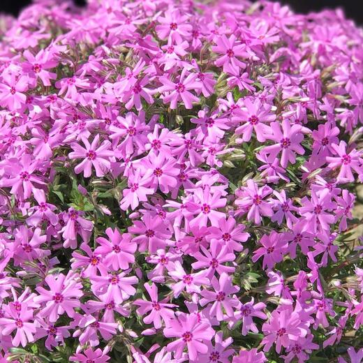 Phlox subulata Fort Hill