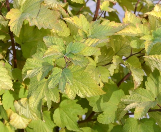 Physocarpus opulifolius Aurea - Tavola kalinolistá Aurea.jpg