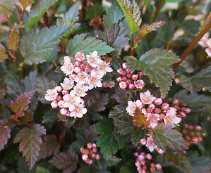 physocarpus opulifolius Little Angel - Tavola kalinolistá - Litt
