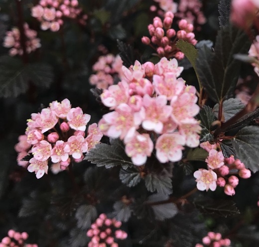 Physocarpus opulifolius Little Devil - Tavola kalinolistá.jpg