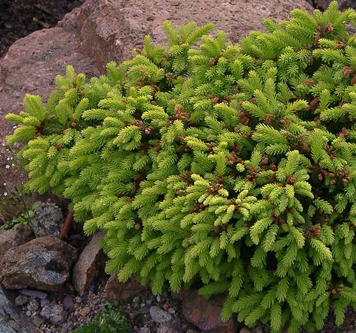 Picea abies Barryi.jpg