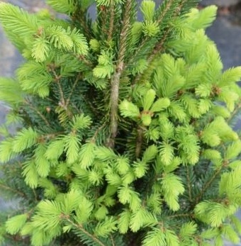 Picea abies Cupressina.jpg