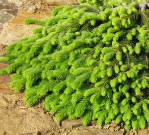 Picea abies Formánek.jpg