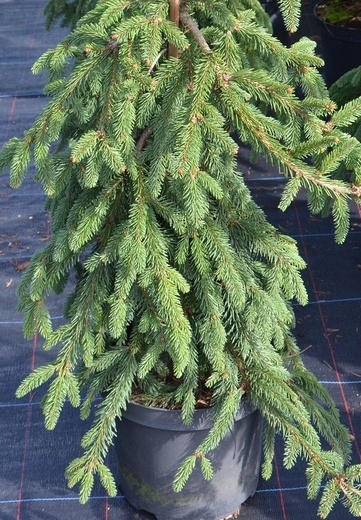 Picea abies Inversa.JPG