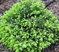 Picea abies Nidiformis.jpg