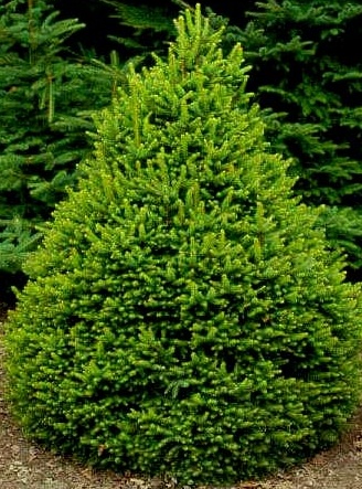 Picea abies Remontii.jpg