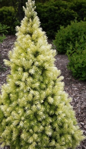 Picea glauca Biesenthaler Fruehling.jpg