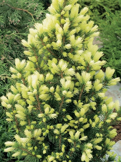 Picea glauca  'Daisy's White'.jpg