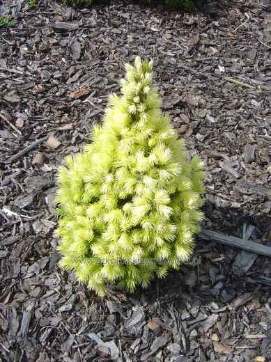 Picea glauca Daisy s White.jpg