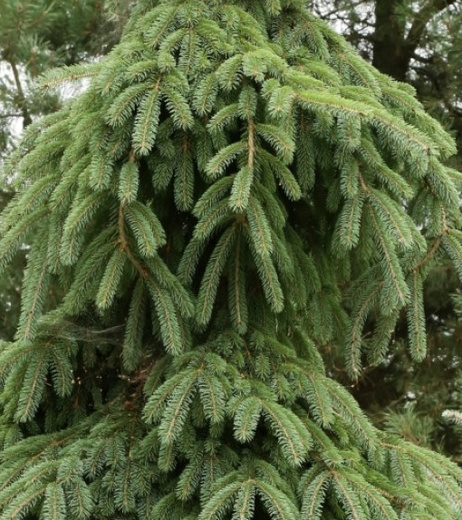 Picea glauca pendula.jpg