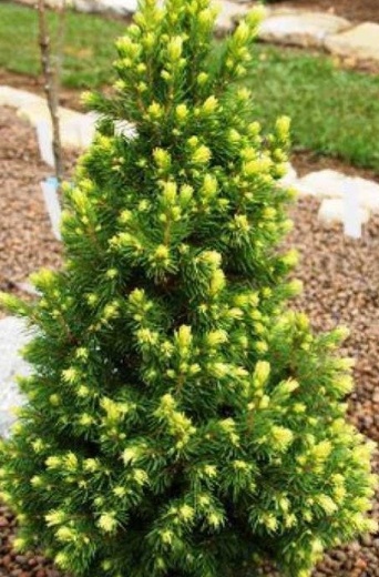 Picea glauca Rainbow s End.jpg