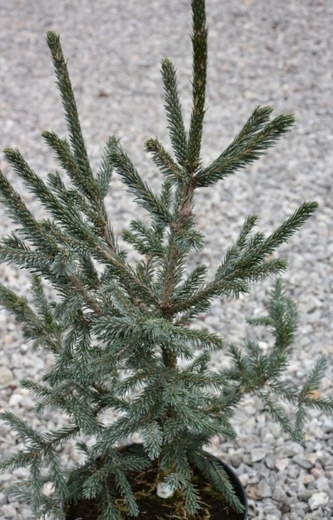 Picea likiangensis var. balfouriana.jpg