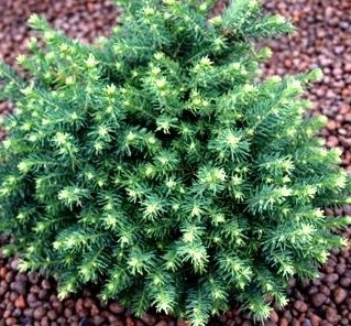 picea omorica Karel.jpg