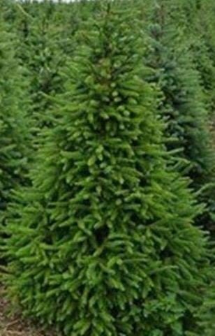 Picea omorika.jpg
