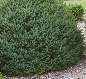 Picea omorika Nana.jpg